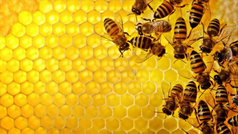 ایران از لحاظ تولید عسل هم مقام چهارم جهانی را بعد از چین، ترکیه و آرژانتین به خود اختصاص داده است+وقایع‌نیوز
