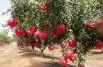 انارهای برتر کشور در نمایشگاه دستاوردهای کشاورزی دولت سیزدهم