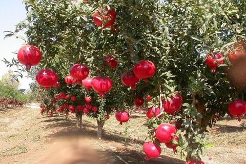انارهای برتر کشور در نمایشگاه دستاوردهای کشاورزی دولت سیزدهم