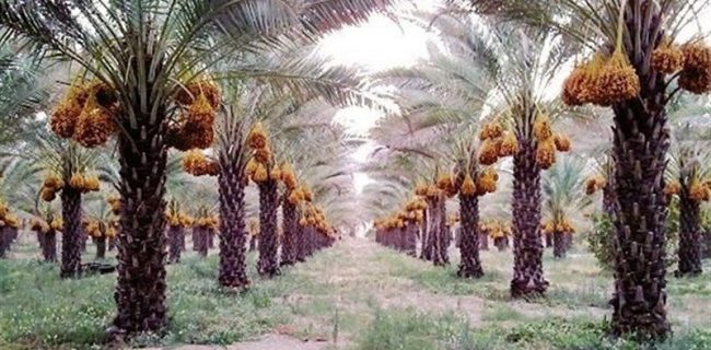 عارضه خشکیدگی خوشه در کمین نخیلات استان بوشهر