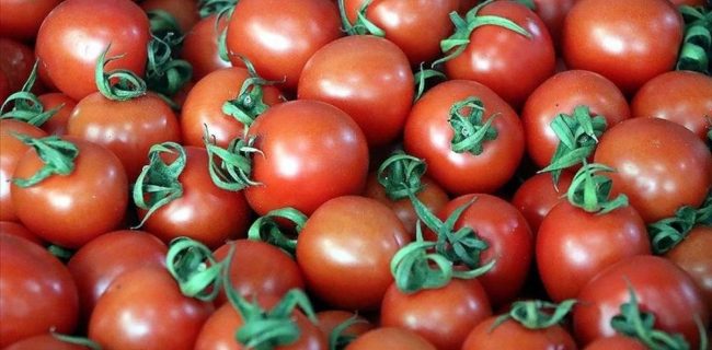 عوارض ۵۵ درصدی صادرات گوجه فرنگی