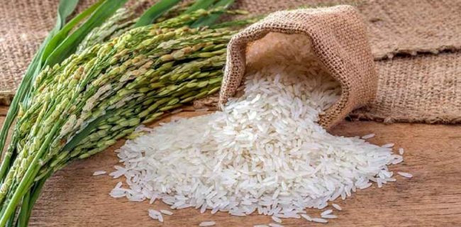 برنج بیشترین کاهش را در ۱۶ سال گذشته تجربه کرد