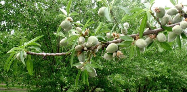سه برابر شدن محصول بادام با مقاوم سازی در تنش‌های محیطی