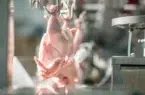 برق کشتارگاه‌ها را قطع نکنید