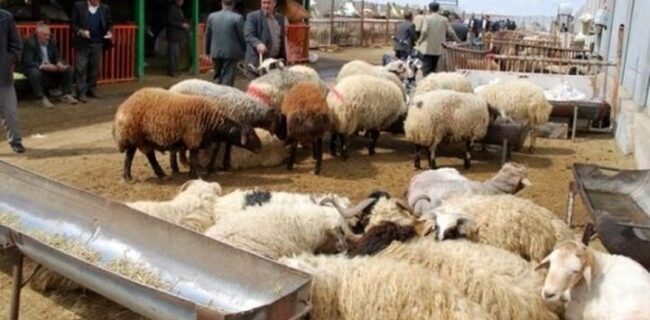 نرخ هر کیلوگرم دام زنده بین ۱۸۰ تا ۲۸۵ هزار تومان