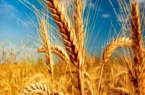 وضعیت برداشت گندم در سال زراعی جاری