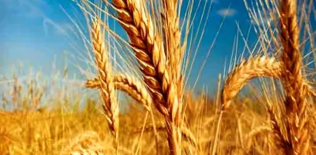 وضعیت برداشت گندم در سال زراعی جاری