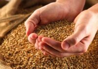 ۴.۵ میلیون تن گندم تحویل دولت شد