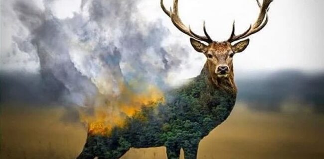 ضجه های عروس سوخته زاگرس در جهان پیچید