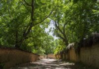 زد و بندها شیراز را سوزاند و کسی را به کسی نیست / روزی شهر گل و بلبل نام داشت و حالا برهوتی بی آب و بی باغ 