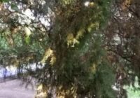 روزگار جهنمی بهشت شیراز 