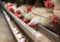 گرانی نهاده‌ها امنیت غذایی را به چالش کشیده است