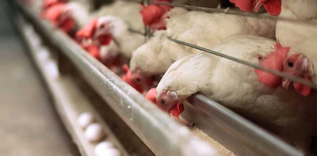 گرانی نهاده‌ها امنیت غذایی را به چالش کشیده است