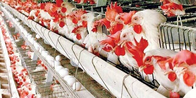 خیز بانک کشاورزی برای حمایت از بخش تولید با «نوی پو» خیز بانک کشاورزی برای حمایت از بخش تولید با «نوی پو»