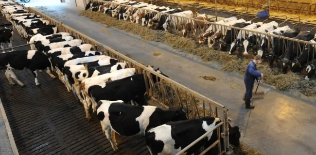 نوی‌پو، ابزاری کارآمد برای پایداری تولیدات پروتئینی