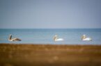 تداوم سفر‌های نوروزی به سواحل دریای خزر